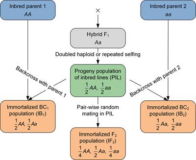 Combined QTL mapping on bi-parental immortalized heterozygous populations to detect the genetic architecture on heterosis